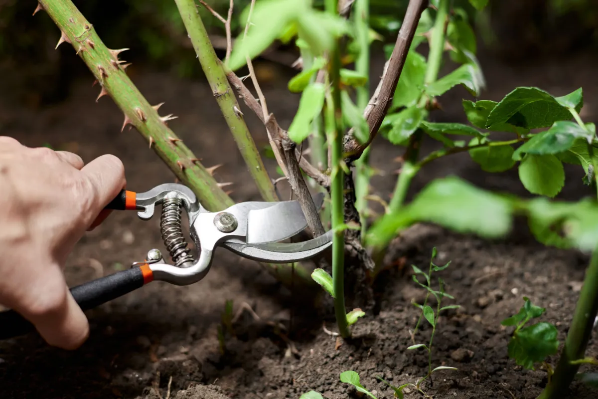 Rozen Snoeien Zonder Stress Tuinplaats