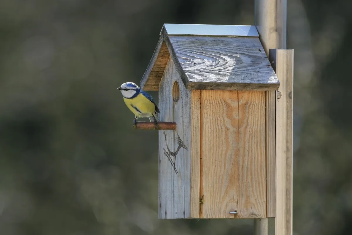Vogelhuisje met camera