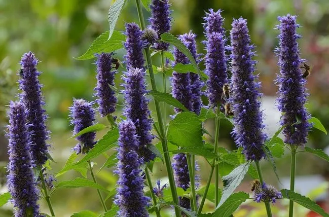 Top 10 vaste planten voor vlinders en bijen 7 Agastache
