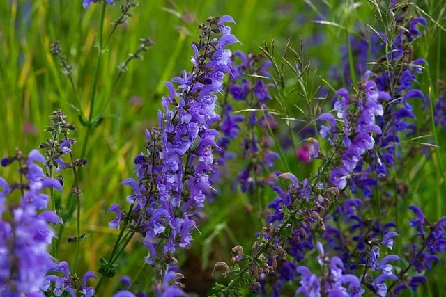Top 10 vaste planten voor vlinders en bijen 8 Salvia