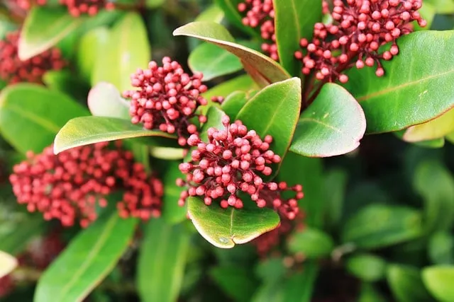 7 heesters voor een kleine tuin 8 Skimmia Japonica heester voor kleine tuin
