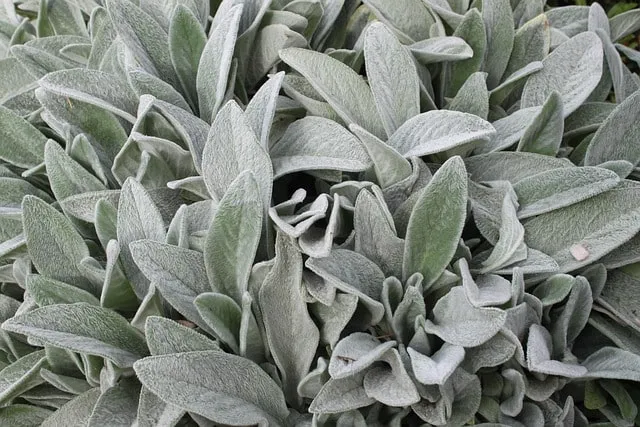 Top 10 vaste planten voor vlinders en bijen 10 Stachys byzantina